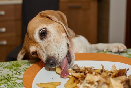 dog licking a plate